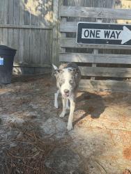 Reunited Male Dog last seen Shipyark Walk, Myrtle Beach, SC 29579