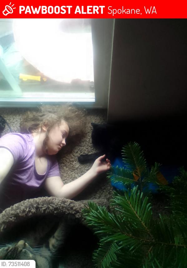 Lost Male Cat last seen Near Winco foods in North Spokane, Spokane, WA 99218