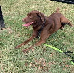 Found/Stray Male Dog last seen renew little creek apt offices, Norfolk, VA 23513