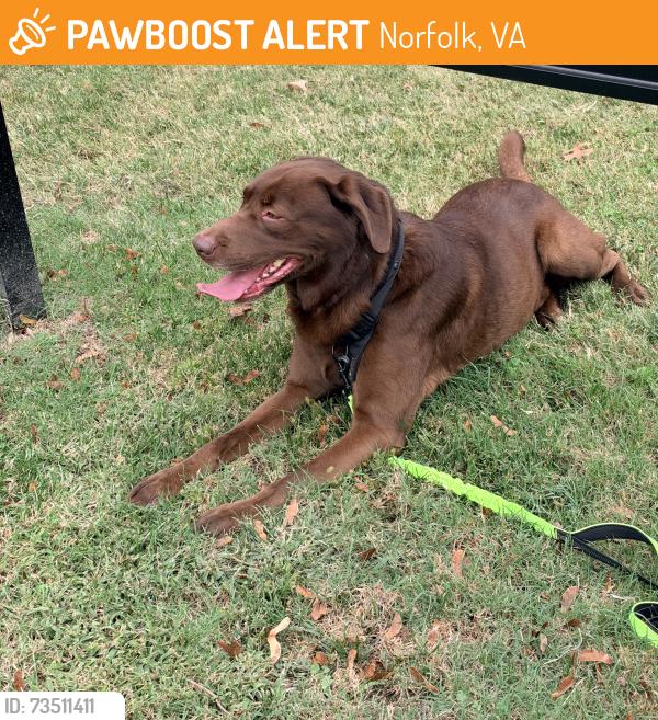Found/Stray Male Dog last seen renew little creek apt offices, Norfolk, VA 23513