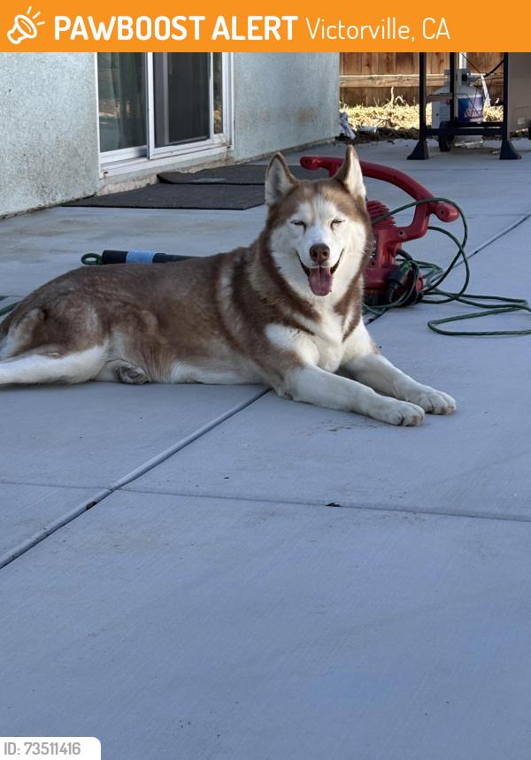 Found/Stray Female Dog last seen Cobalt rd and dos Palmas rd, Victorville, CA 92392