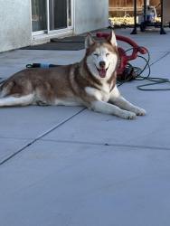 Found/Stray Female Dog last seen Cobalt rd and dos Palmas rd, Victorville, CA 92392
