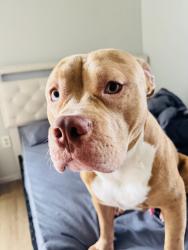 Lost Male Dog last seen Near westwood dr, Howell Township, NJ 07731