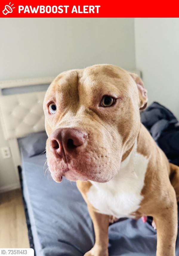 Lost Male Dog last seen Near westwood dr, Howell Township, NJ 07731