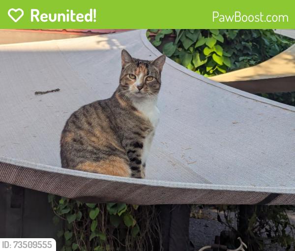 Reunited Female Cat last seen Merrill Lane, Osens RV Park, Livingston, MT 59047