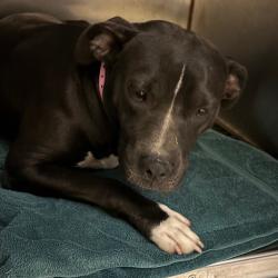 Shelter Stray Female Dog last seen , 2350 Appling City Cove, Memphis, TN 38133, USA