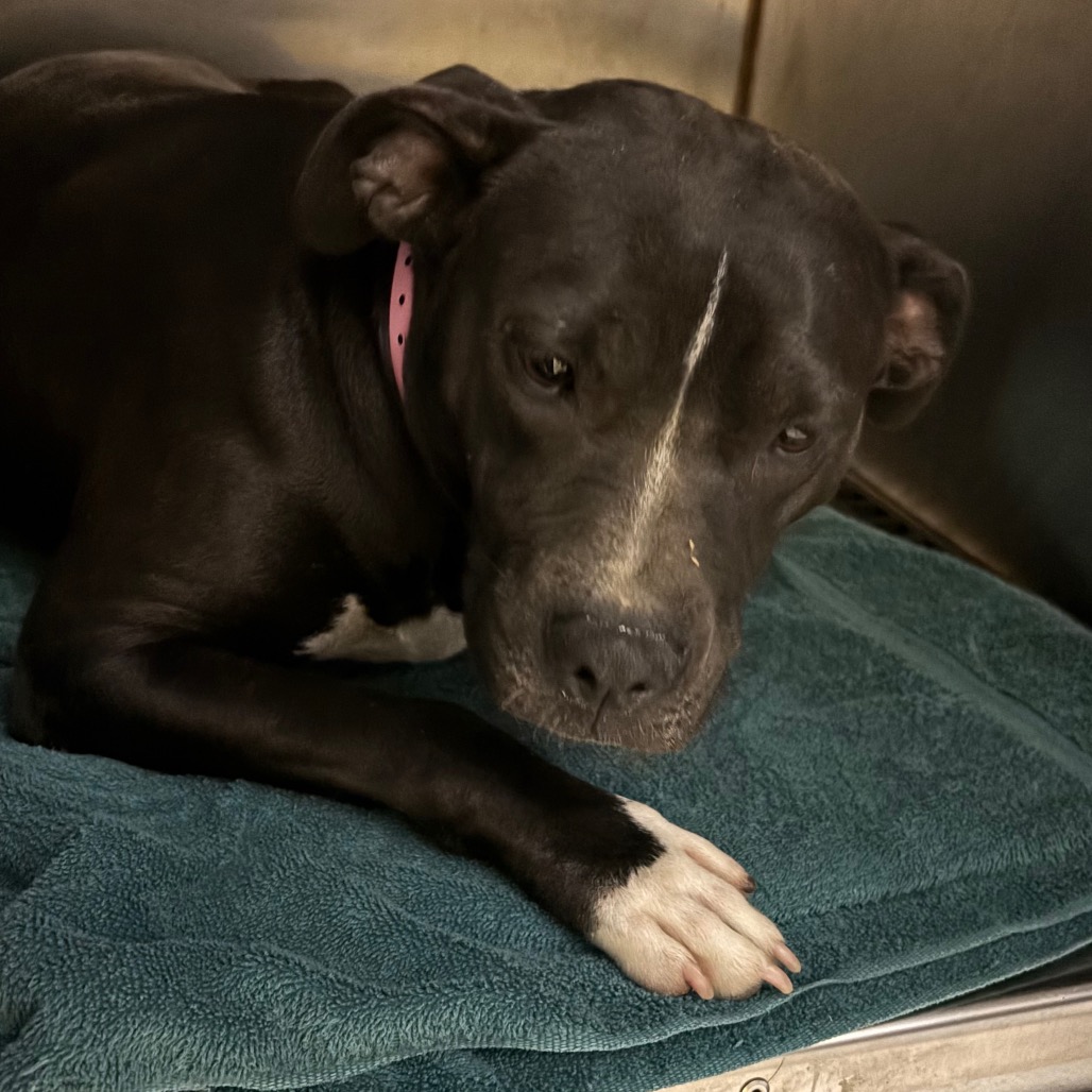 Shelter Stray Female Dog last seen , 2350 Appling City Cove, Memphis, TN 38133, USA