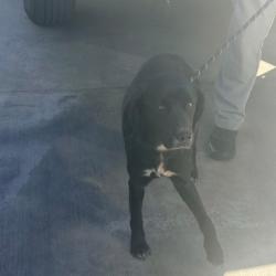 Shelter Stray Female Dog last seen , 12910 Yukon Ave, Hawthorne, CA 90250, USA