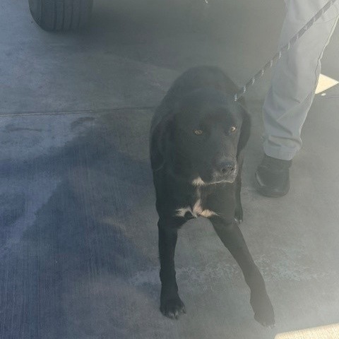 Shelter Stray Female Dog last seen , 12910 Yukon Ave, Hawthorne, CA 90250, USA