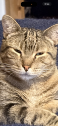 Lost Male Cat last seen Reservoir Rd and 26th Ave, Greeley, CO 80634