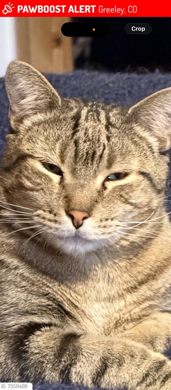 Lost Male Cat last seen Reservoir Rd and 26th Ave, Greeley, CO 80634