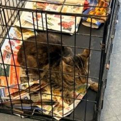 Shelter Stray Male Cat last seen , 12910 Yukon Ave, Hawthorne, CA 90250, USA