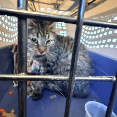 Shelter Stray Female Cat last seen , 12910 Yukon Ave, Hawthorne, CA 90250, USA