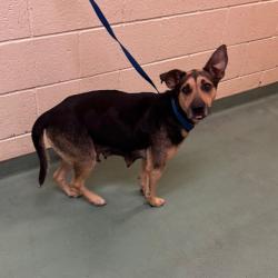 Shelter Stray Female Dog last seen , 2350 Appling City Cove, Memphis, TN 38133, USA