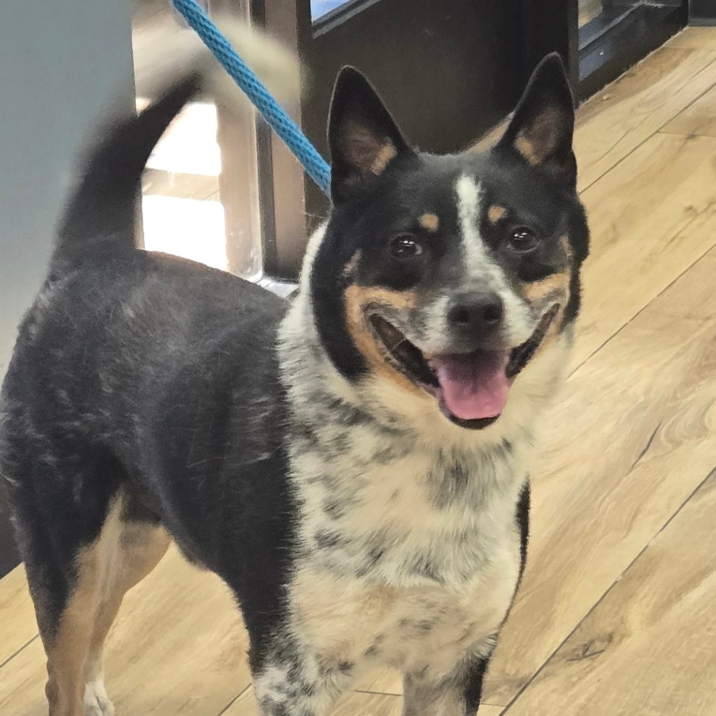 Shelter Stray Male Dog last seen , 124 Evergreen Ave, Newark, NJ 07114, USA