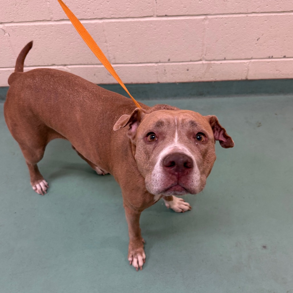 Shelter Stray Female Dog last seen , 2350 Appling City Cove, Memphis, TN 38133, USA