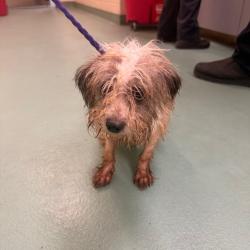 Shelter Stray Female Dog last seen , 2350 Appling City Cove, Memphis, TN 38133, USA