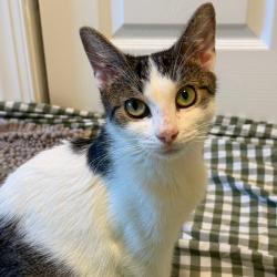 Shelter Stray Female Cat last seen , Animal Care & Control Team of Philly, 111 W Hunting Park Ave, Philadelphia, PA 19140, USA
