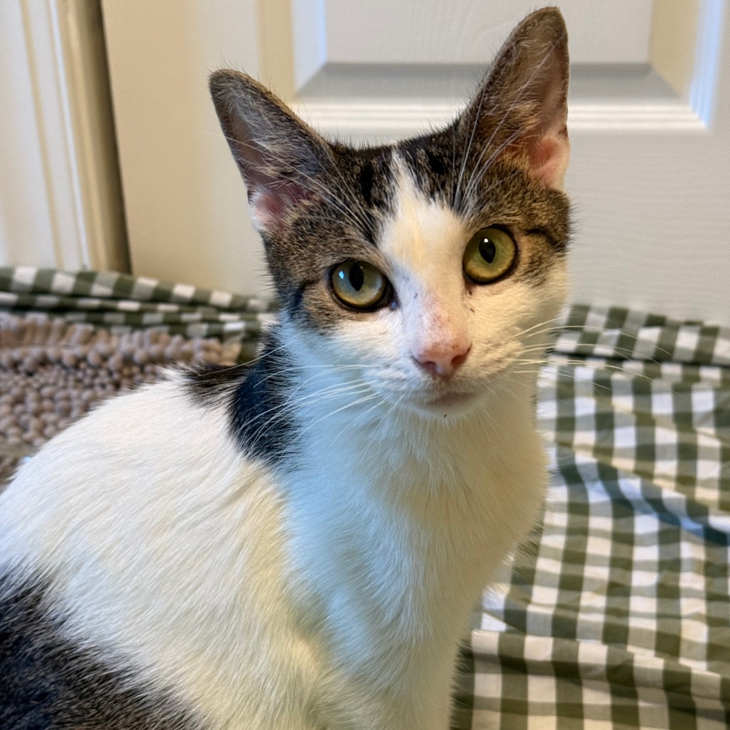 Shelter Stray Female Cat last seen , Animal Care & Control Team of Philly, 111 W Hunting Park Ave, Philadelphia, PA 19140, USA