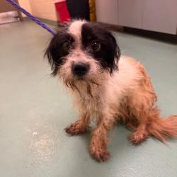 Shelter Stray Female Dog last seen , 2350 Appling City Cove, Memphis, TN 38133, USA