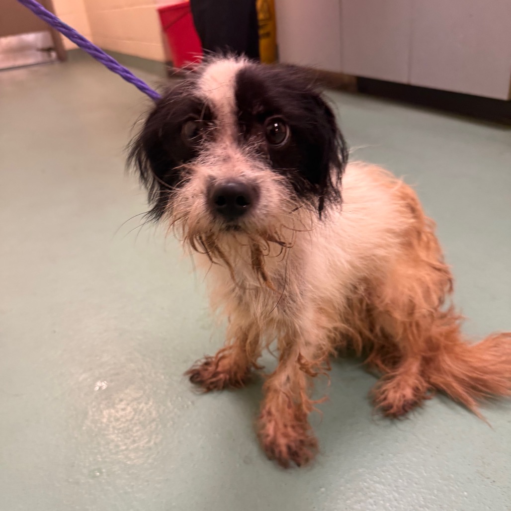 Shelter Stray Female Dog last seen , 2350 Appling City Cove, Memphis, TN 38133, USA