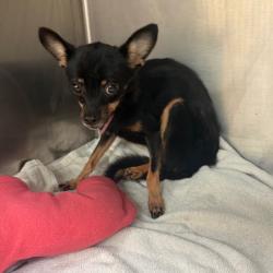 Shelter Stray Female Dog last seen , 2350 Appling City Cove, Memphis, TN 38133, USA