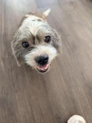 Found/Stray Unknown Dog last seen Veneauto Cars, Gainesville, FL 32609