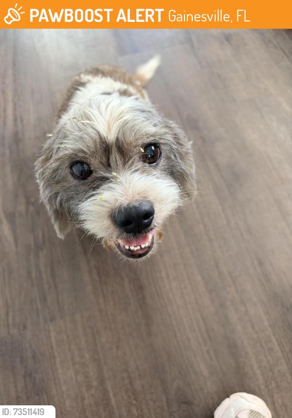 Found/Stray Unknown Dog last seen Veneauto Cars, Gainesville, FL 32609
