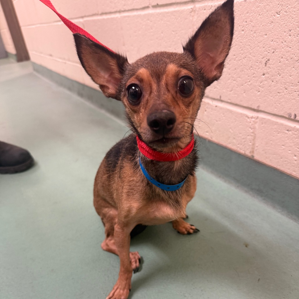 Shelter Stray Male Dog last seen , 2350 Appling City Cove, Memphis, TN 38133, USA