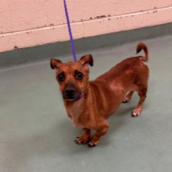 Shelter Stray Male Dog last seen , 2350 Appling City Cove, Memphis, TN 38133, USA