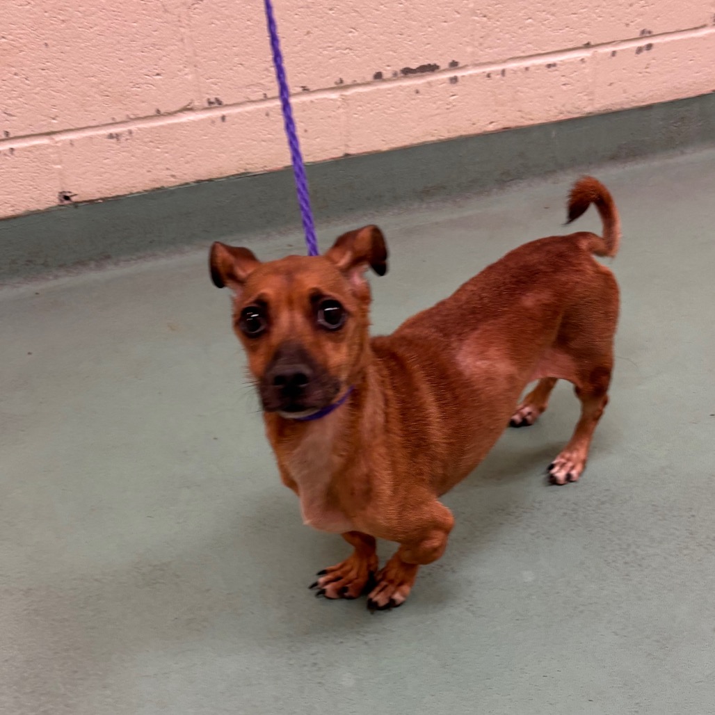 Shelter Stray Male Dog last seen , 2350 Appling City Cove, Memphis, TN 38133, USA