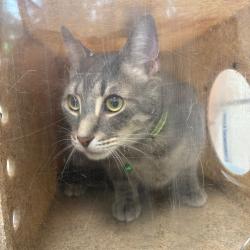 Shelter Stray Male Cat last seen , Animal Care & Control Team of Philly, 111 W Hunting Park Ave, Philadelphia, PA 19140, USA