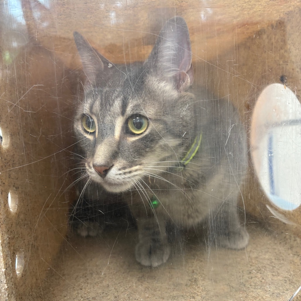 Shelter Stray Male Cat last seen , Animal Care & Control Team of Philly, 111 W Hunting Park Ave, Philadelphia, PA 19140, USA