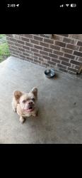 Reunited Female Dog last seen Hialeah Dr, Seagoville, TX 75159, USA, Seagoville, TX 75159