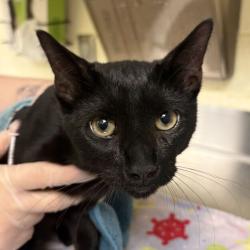 Shelter Stray Male Cat last seen , 14 Forever Friend Ln, Asheville, NC 28806, USA