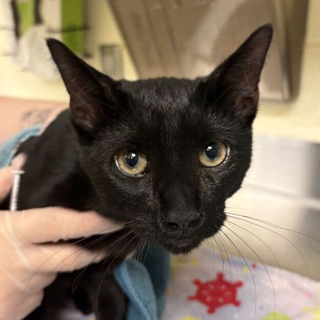 Shelter Stray Male Cat last seen , 14 Forever Friend Ln, Asheville, NC 28806, USA