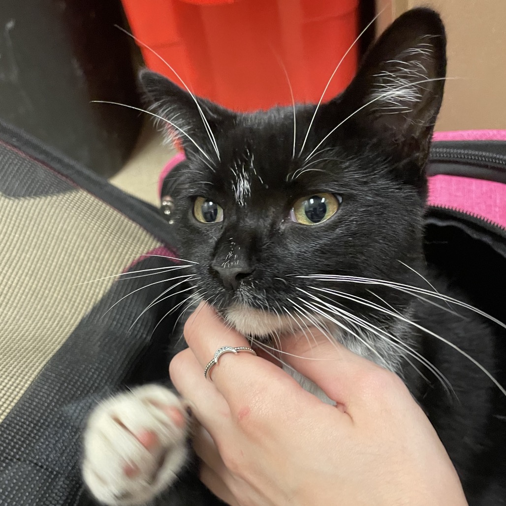 Shelter Stray Male Cat last seen , 54687 Co Rd 19, Bristol, IN 46507, USA