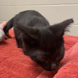 Shelter Stray Female Cat last seen , 54687 Co Rd 19, Bristol, IN 46507, USA