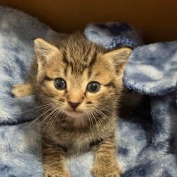 Shelter Stray Male Cat last seen , 5570 Sturmer Park Cir, Winston-Salem, NC 27105, USA