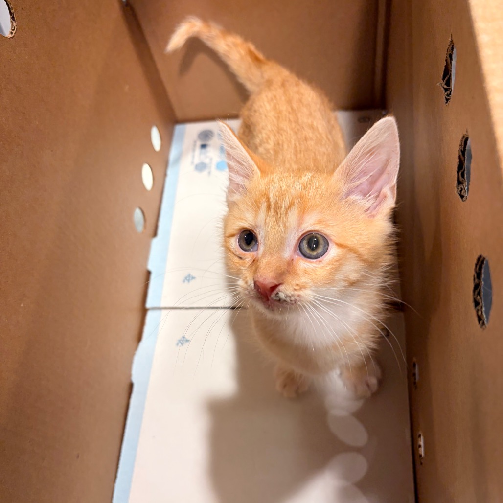 Shelter Stray Male Cat last seen , 3607 N Armenia Ave, Tampa, FL 33607, USA