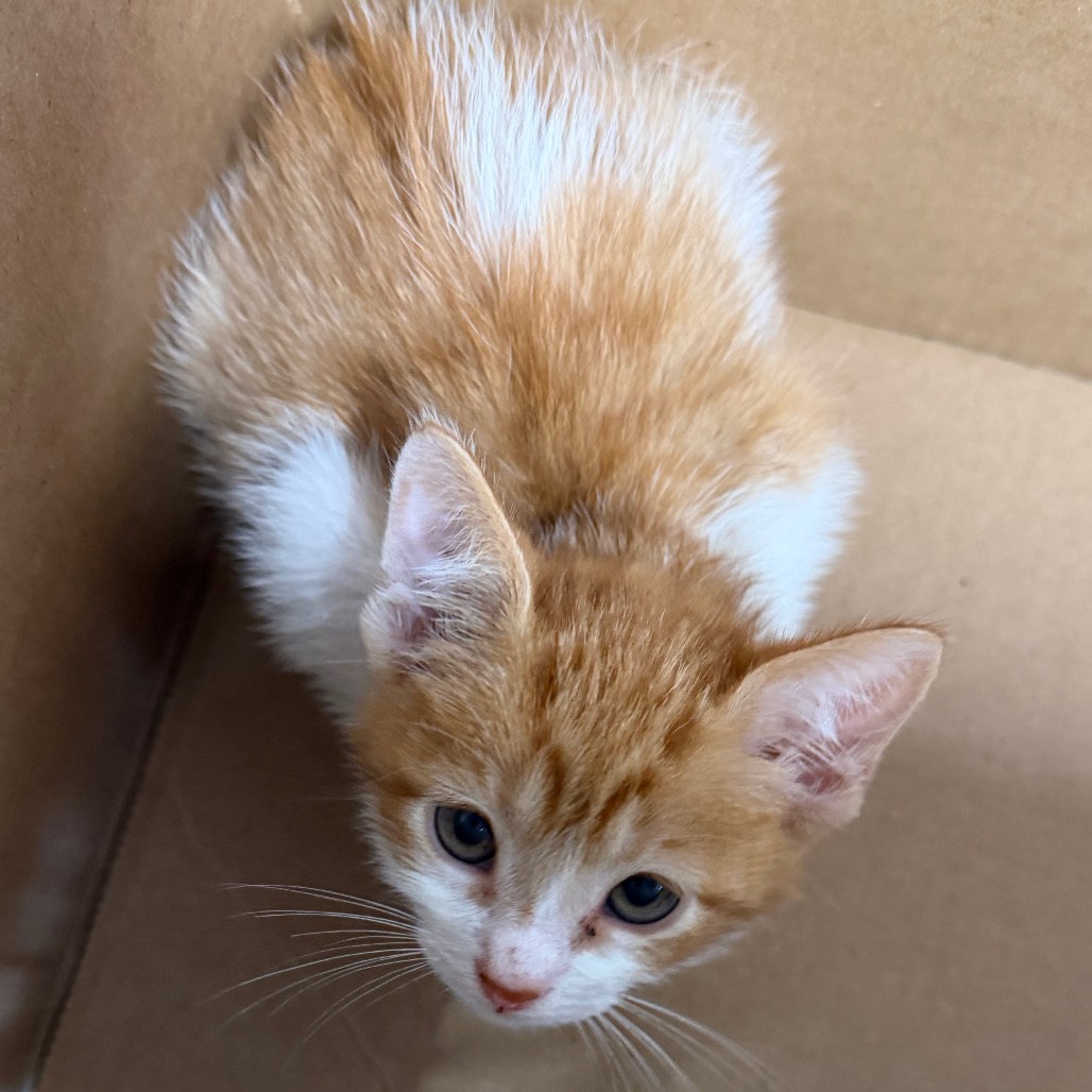Shelter Stray Female Cat last seen , 3607 N Armenia Ave, Tampa, FL 33607, USA