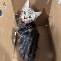 Shelter Stray Female Cat last seen , 3607 N Armenia Ave, Tampa, FL 33607, USA