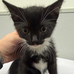 Shelter Stray Female Cat last seen , 3607 N Armenia Ave, Tampa, FL 33607, USA