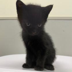 Shelter Stray Female Cat last seen , 3607 N Armenia Ave, Tampa, FL 33607, USA