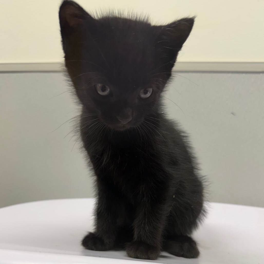 Shelter Stray Female Cat last seen , 3607 N Armenia Ave, Tampa, FL 33607, USA