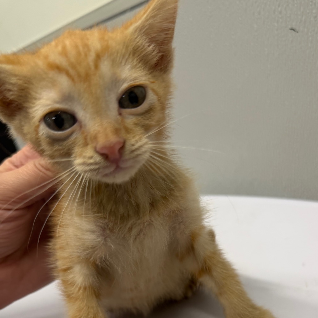 Shelter Stray Female Cat last seen , 3607 N Armenia Ave, Tampa, FL 33607, USA