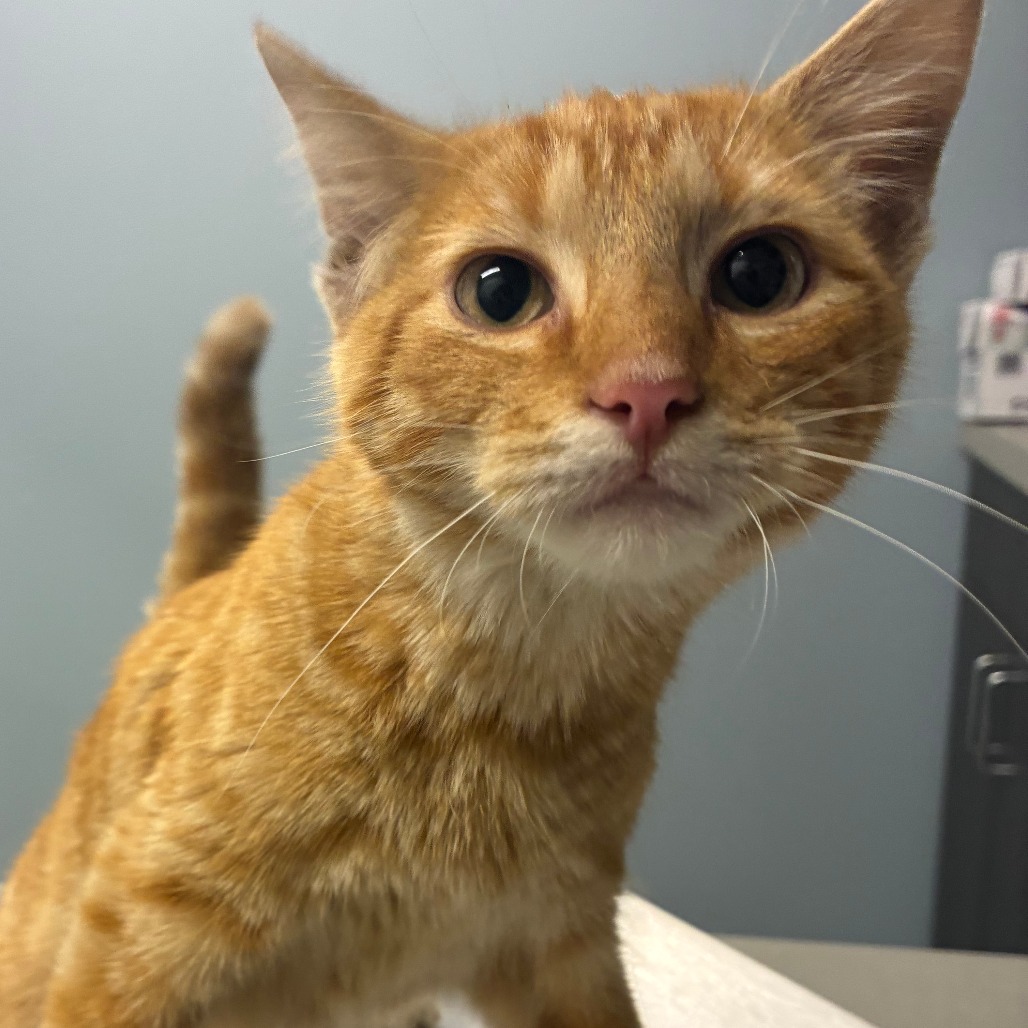 Shelter Stray Male Cat last seen , 1013 Garfield St, Oak Park, IL 60304, USA