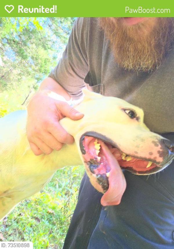 Reunited Female Dog last seen Scott rd and rudd station rd, Browns Summit, NC 27214