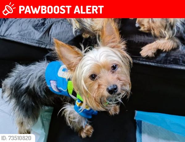 Lost Male Dog last seen Mcdonnell and 5th st, East Los Angeles, CA 90022