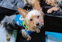 Lost Male Dog last seen Mcdonnell and 5th st, East Los Angeles, CA 90022